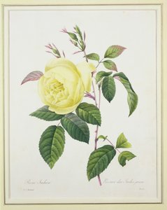 Rosa indica, gravert av Bessin, fra 